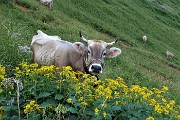 11 Belle mucche dello Sperandio a colazione